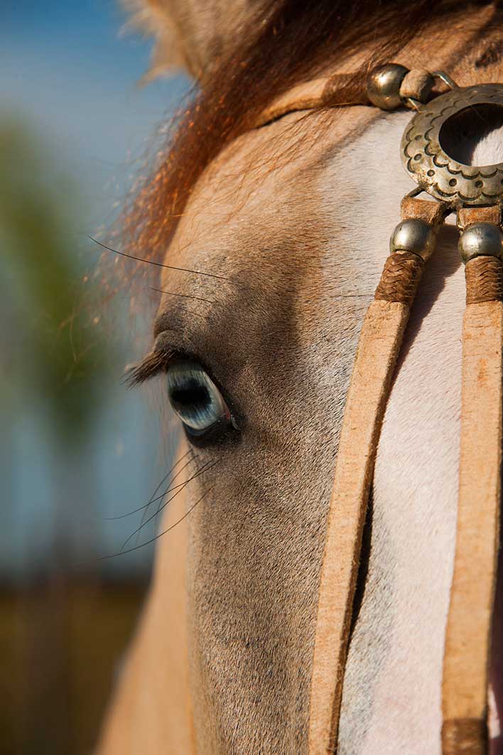 CAVALO CRIOULO 1